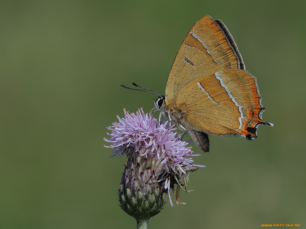 животные, бабочки