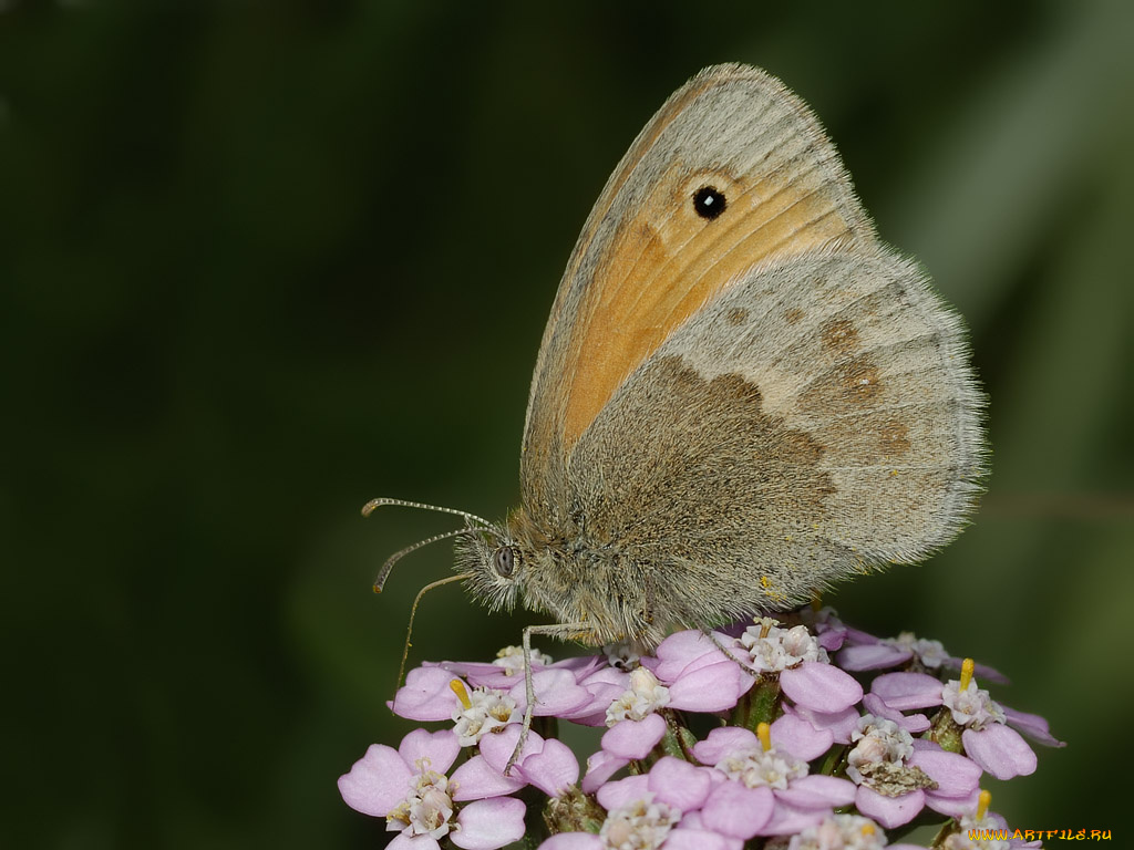 животные, бабочки