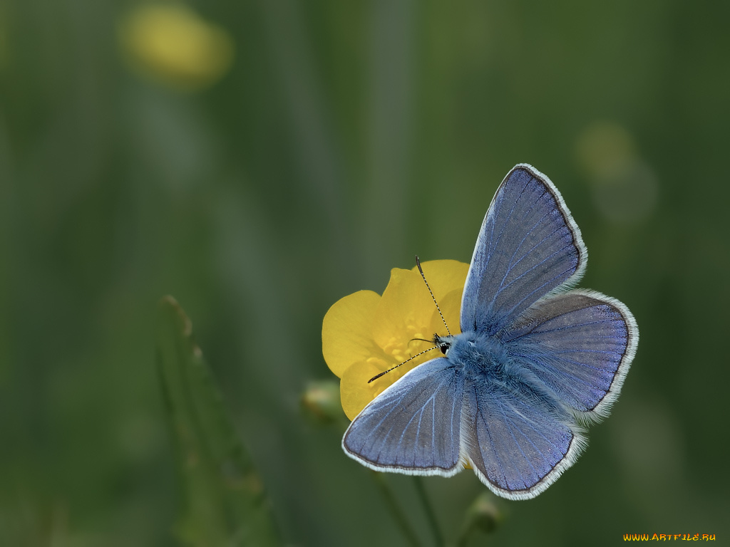 животные, бабочки