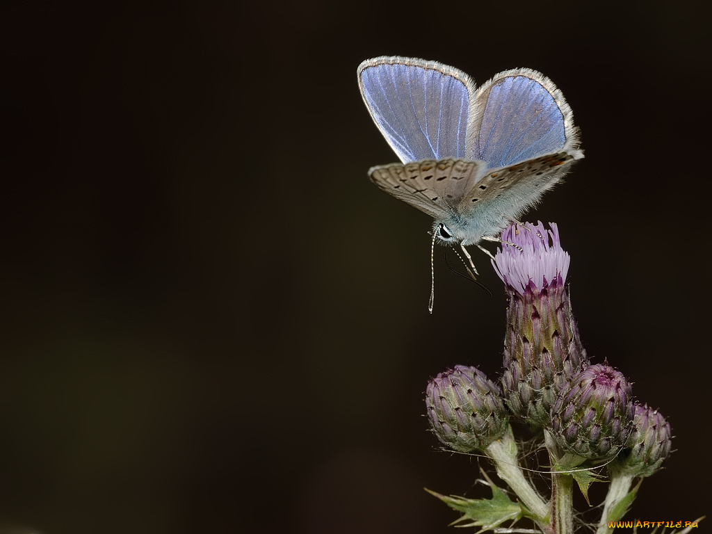 животные, бабочки