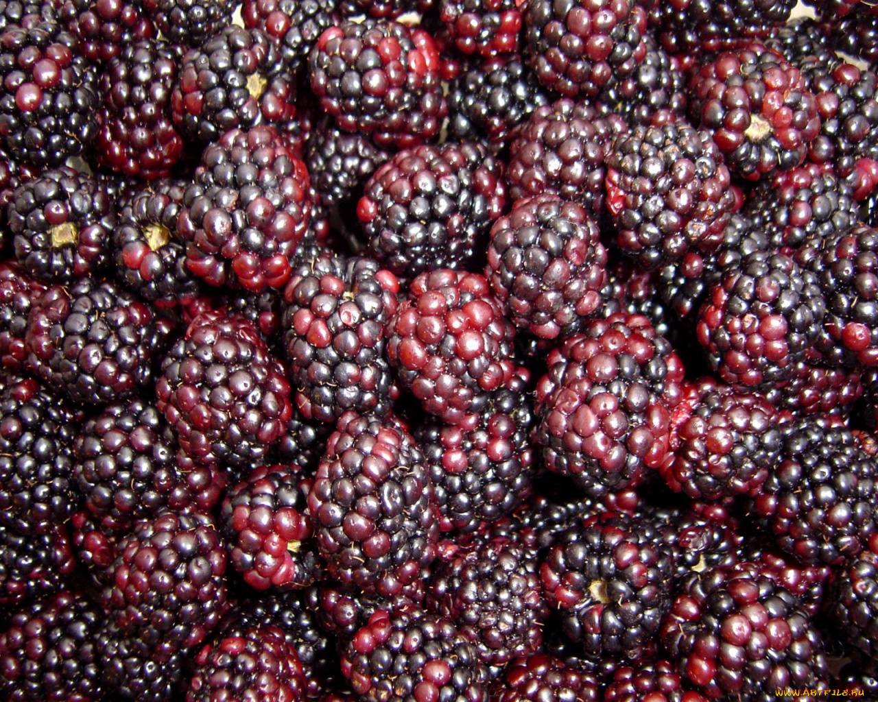 еда, ежевика