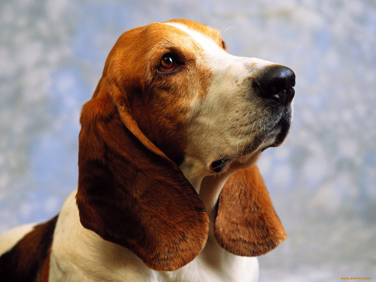 животные, собаки