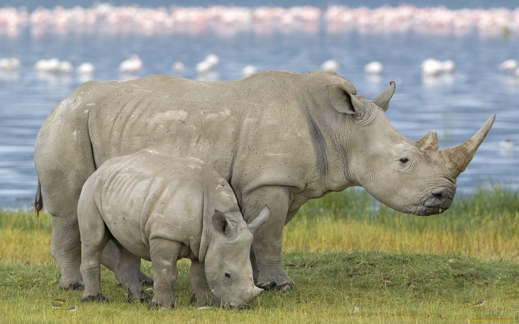 животные, носороги