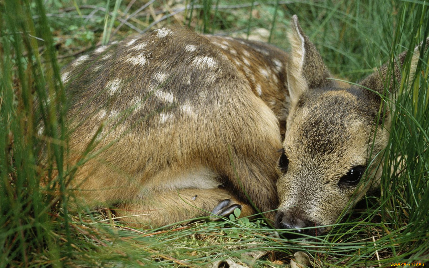 животные, олени