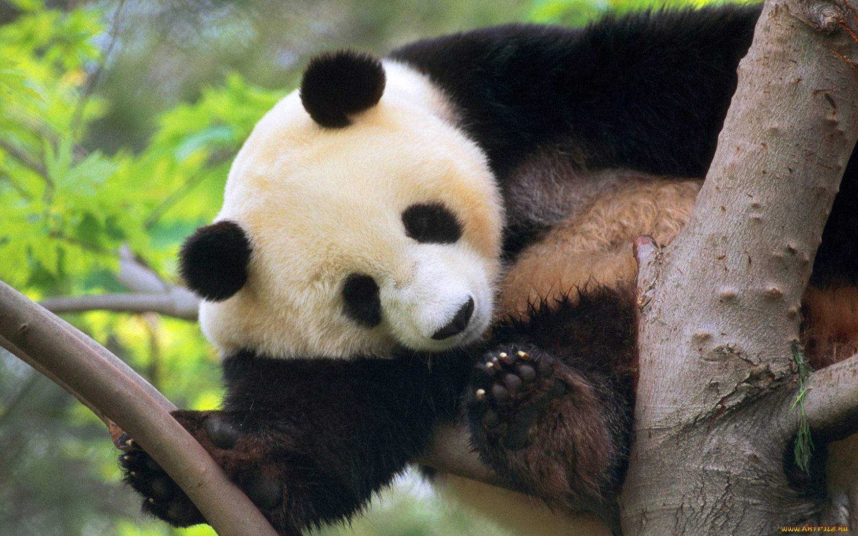 животные, панды