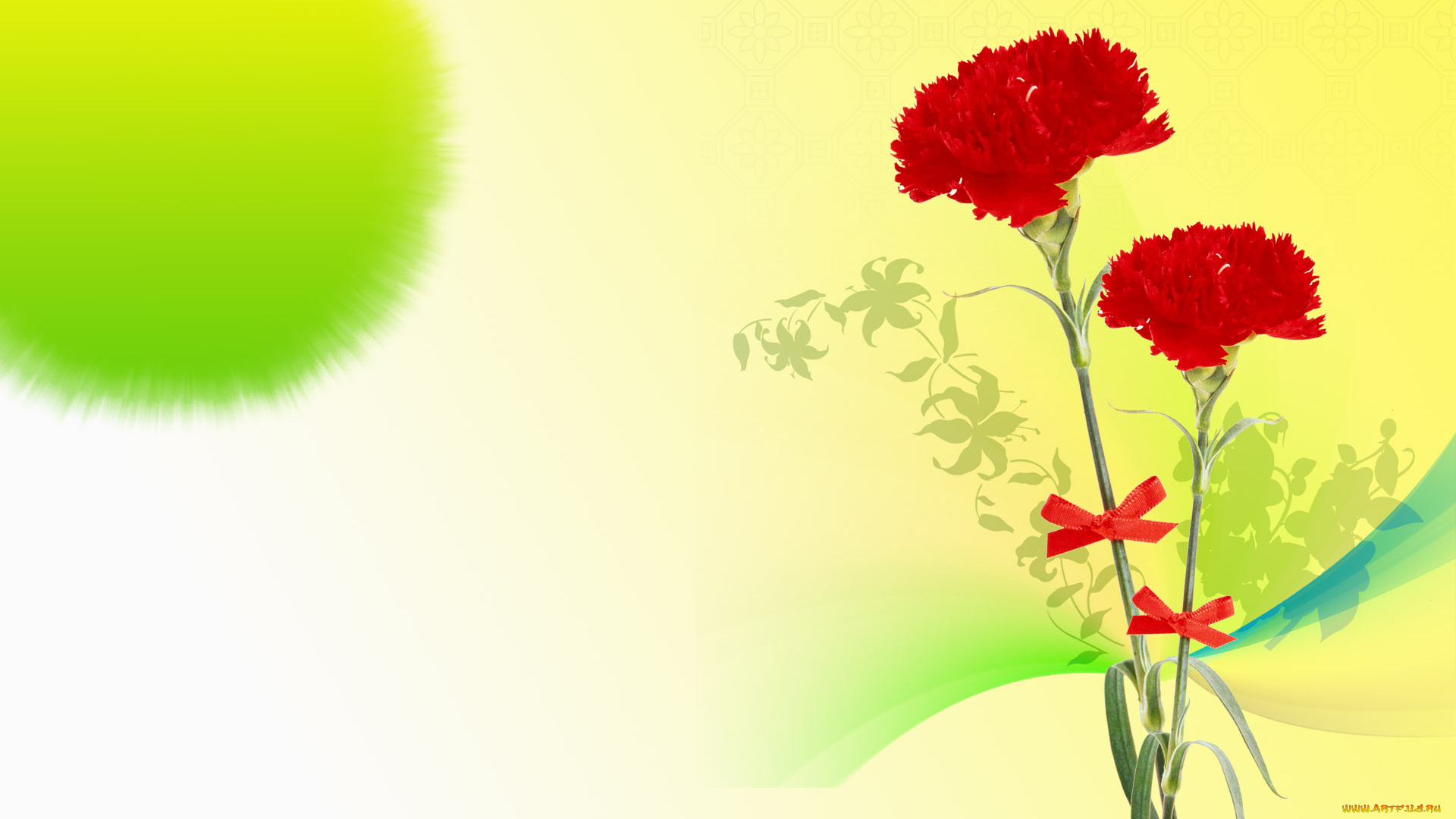 цветы, гвоздики