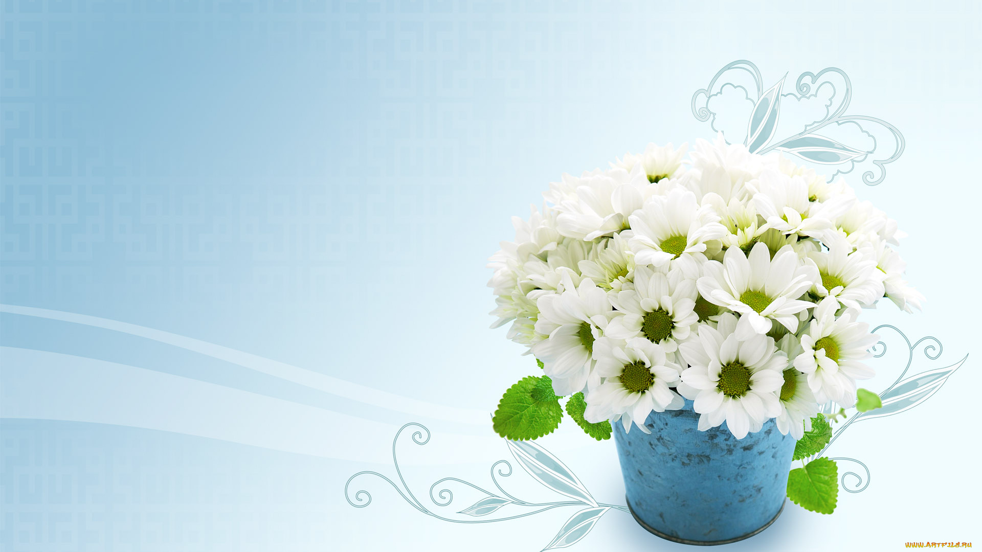 цветы, хризантемы