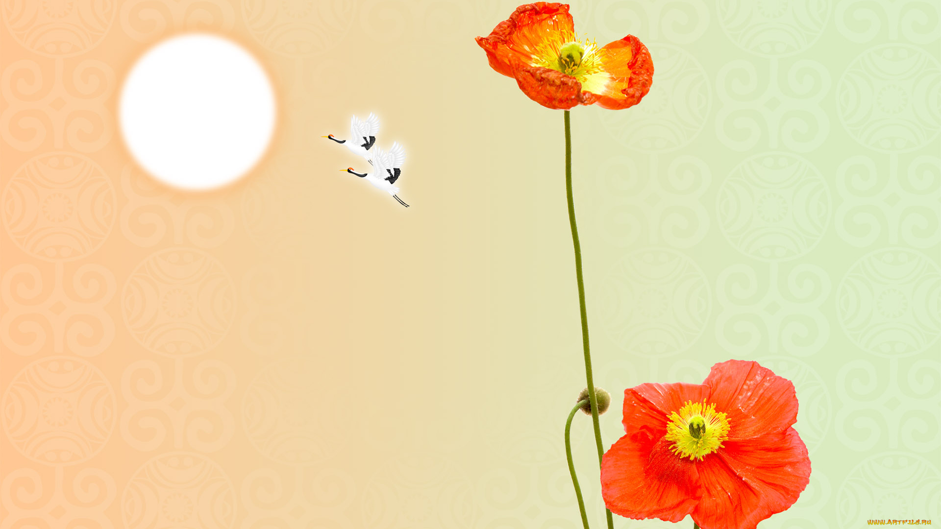 цветы, маки