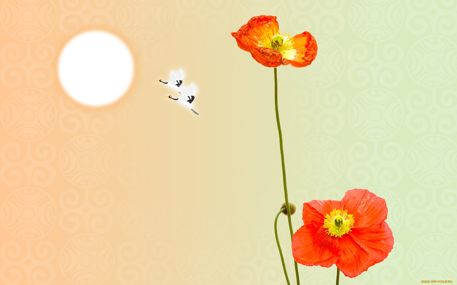 цветы, маки