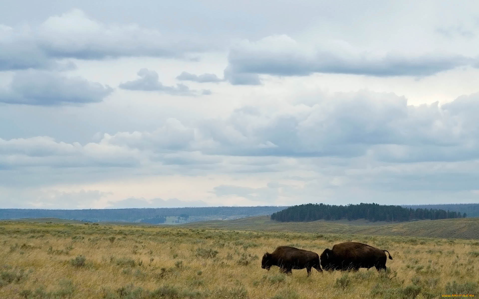 животные, зубры, бизоны