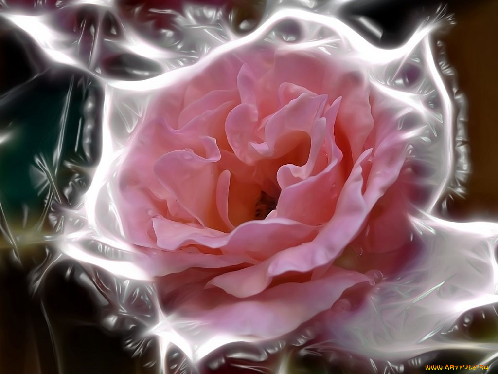 цветы, розы