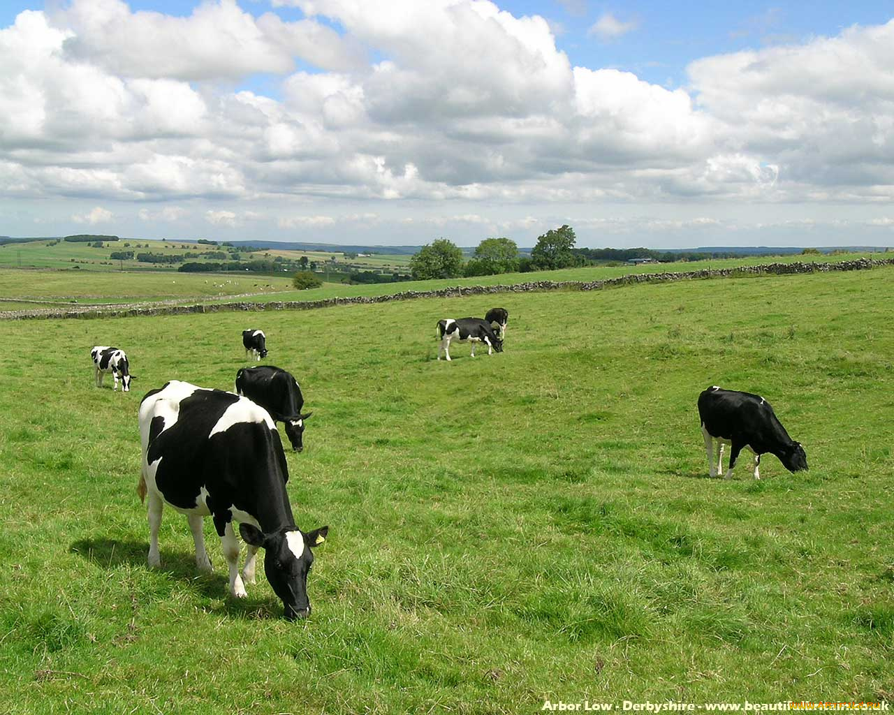 животные, коровы, буйволы