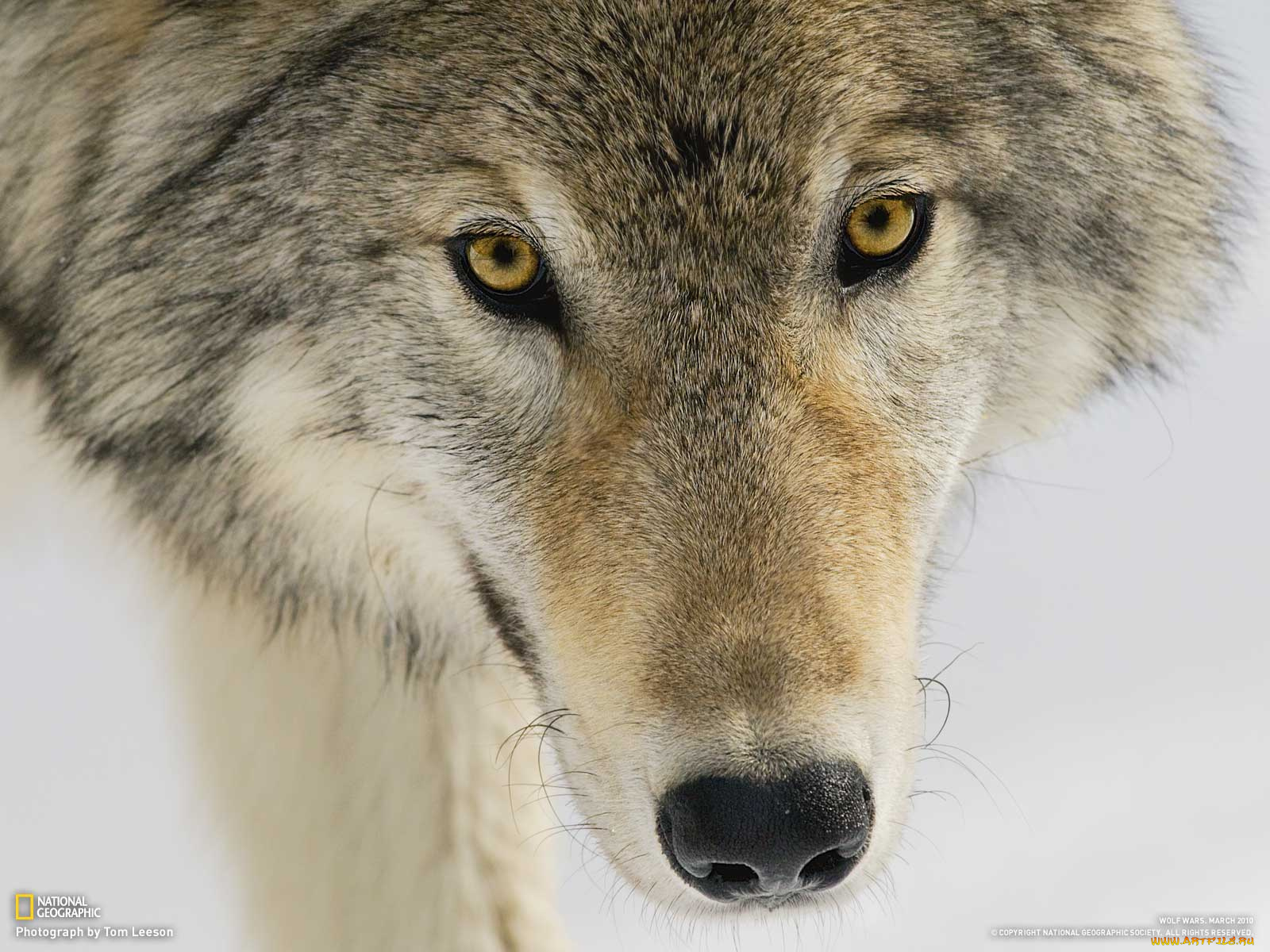 животные, волки