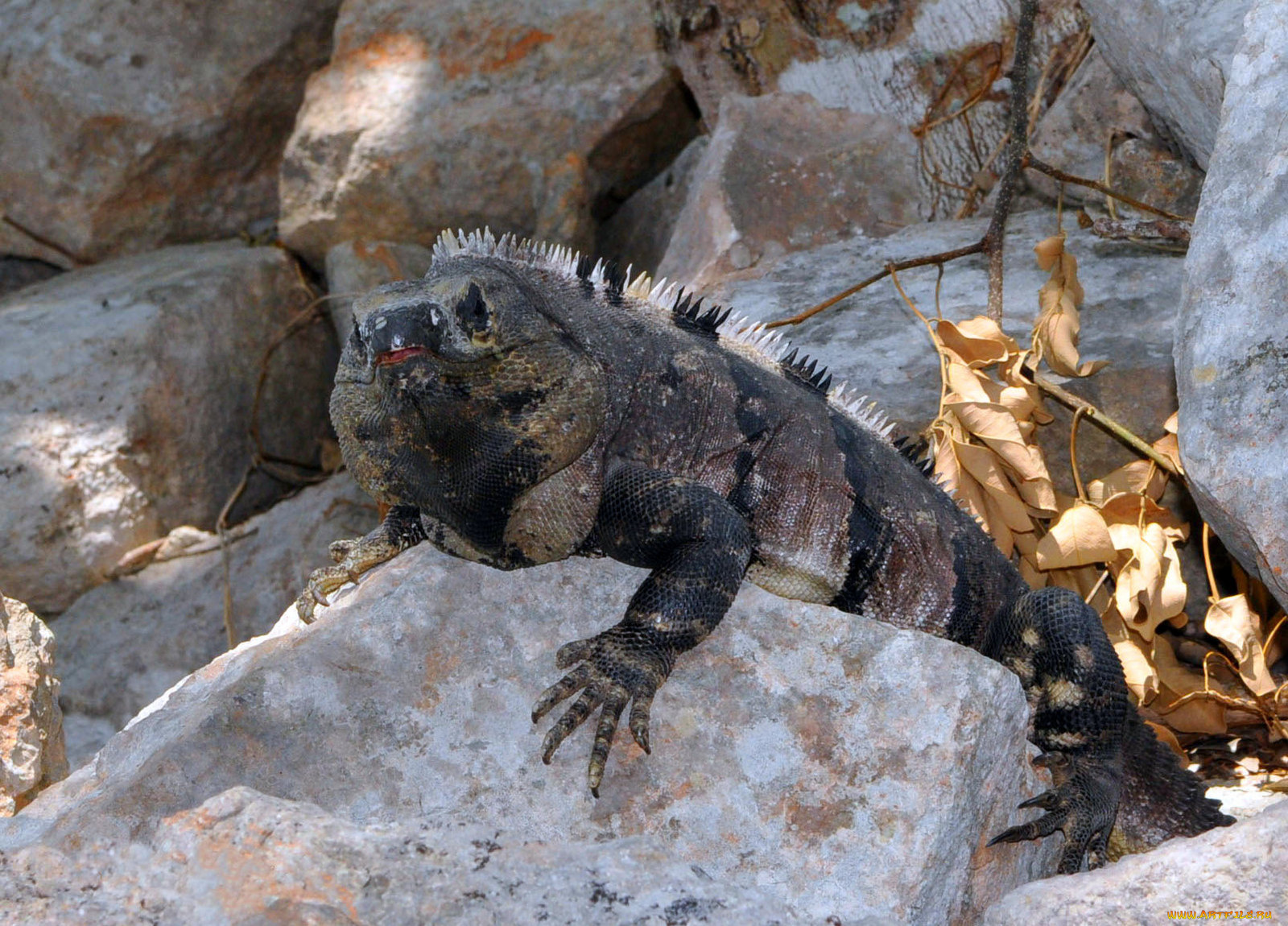 животные, Ящерицы, игуаны, вараны, игуана