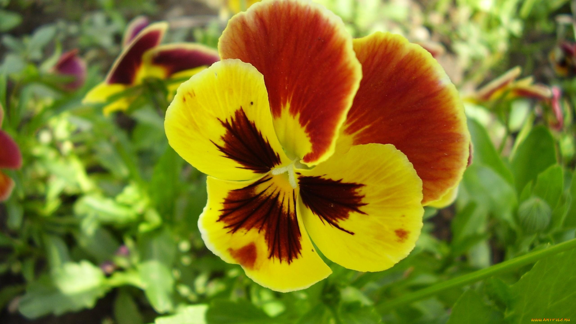 цветы, анютины, глазки, садовые, фиалки, разноцветный