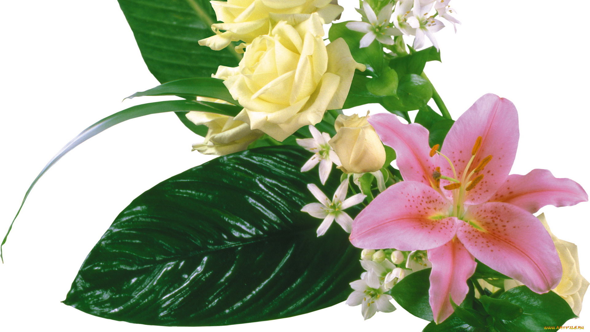 цветы, букеты, композиции, розы, листья, лилия