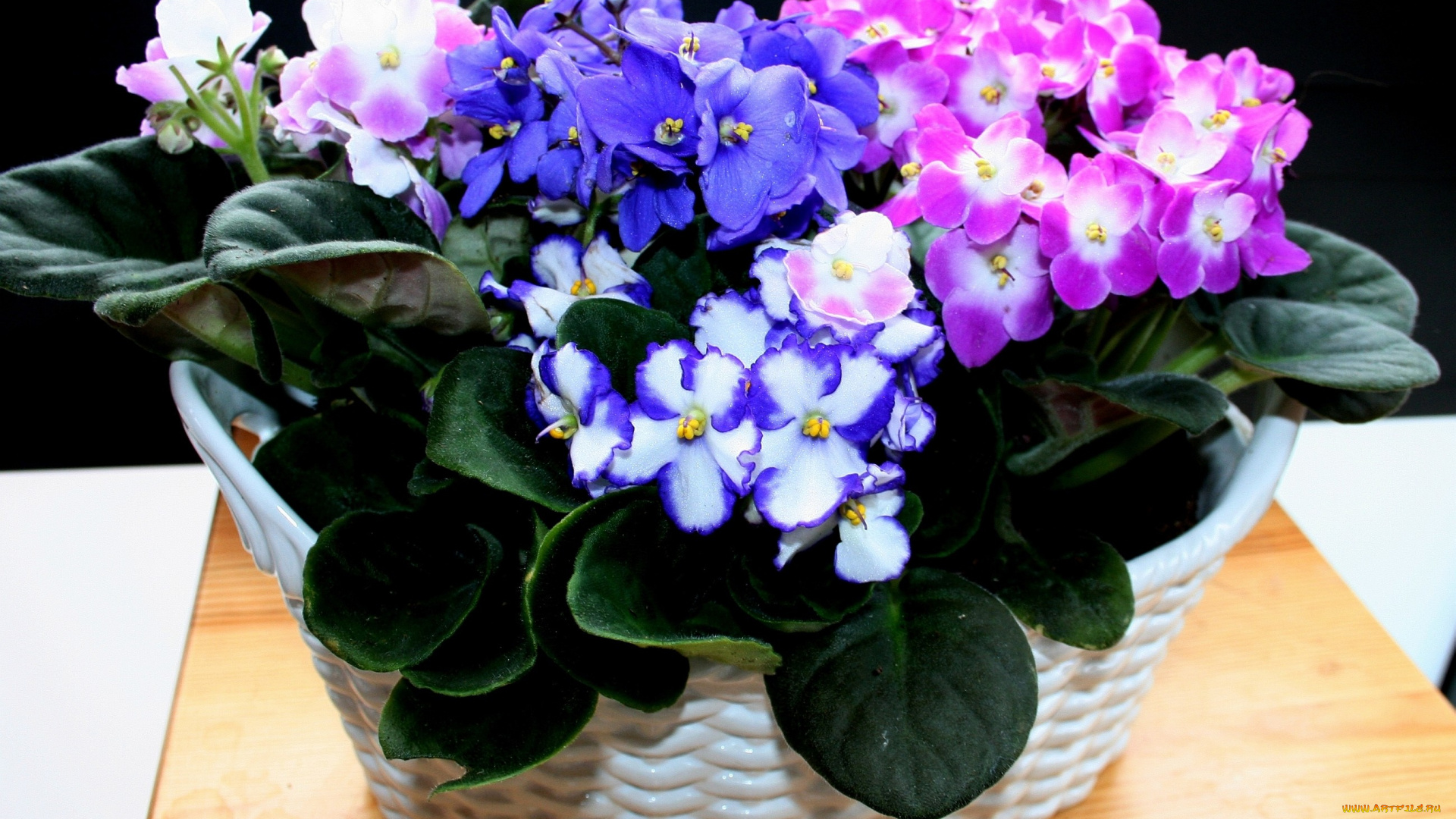 цветы, фиалки, вазоны, фиолетовый, розовый