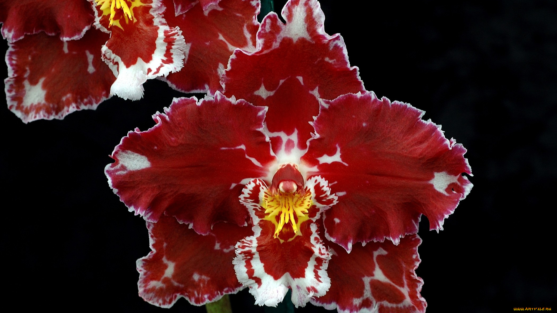 цветы, орхидеи, экзотика, бордовый