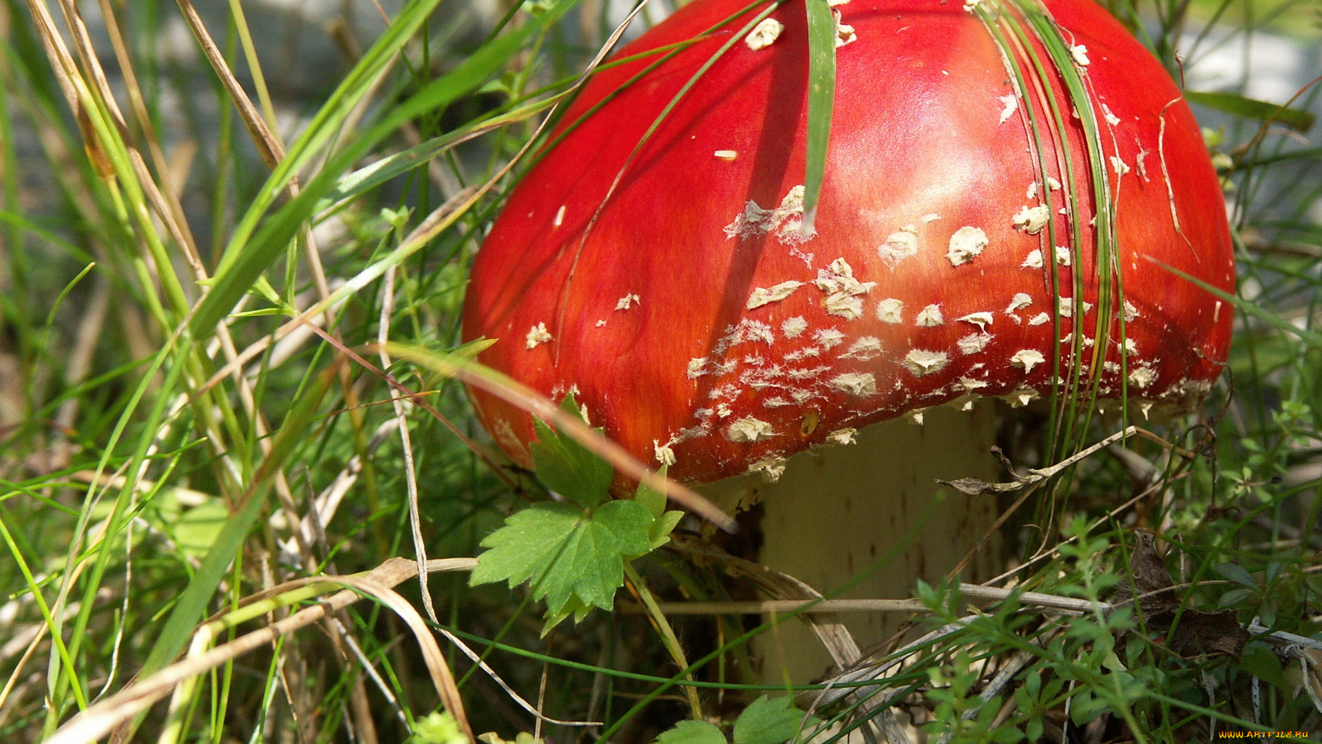 природа, грибы, мухомор, трава