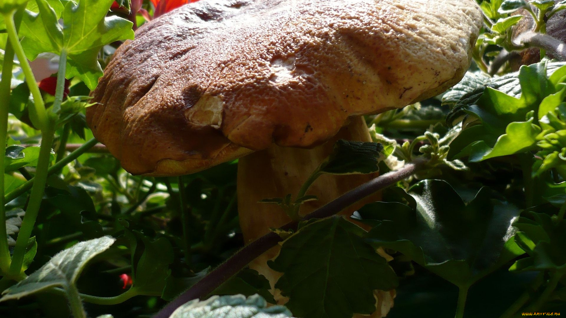 природа, грибы, огромный