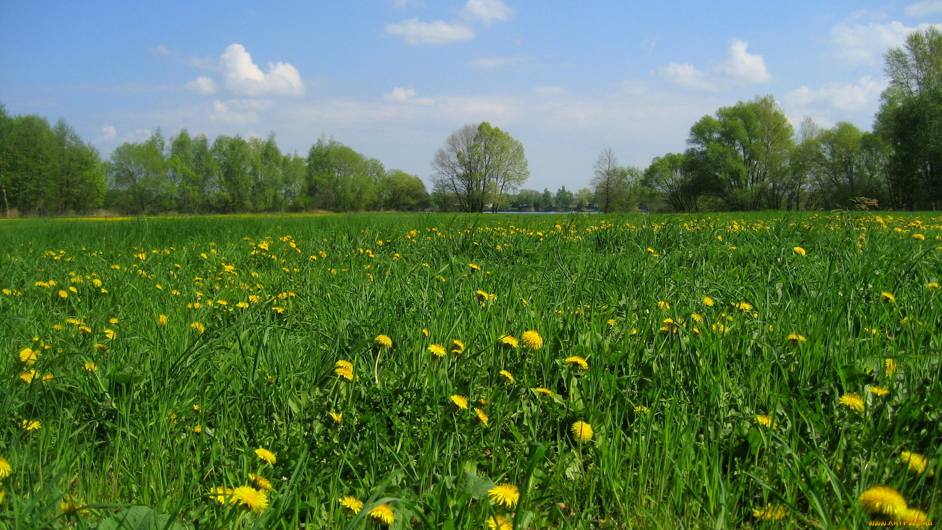 природа, луга, трава, одуванчики