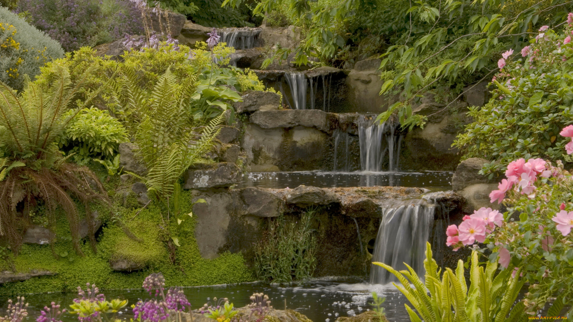 природа, парк, цветы, кусты