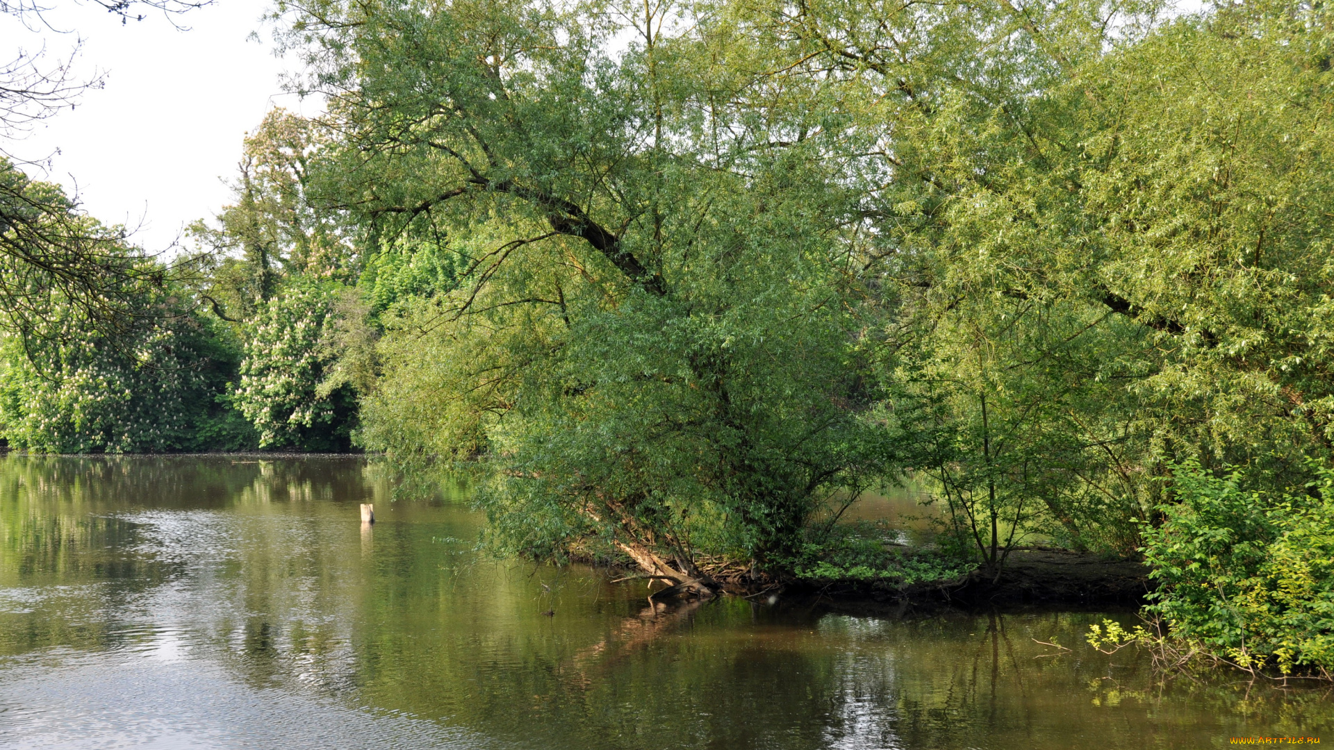 природа, реки, озера, река, деревья, отражение, лето