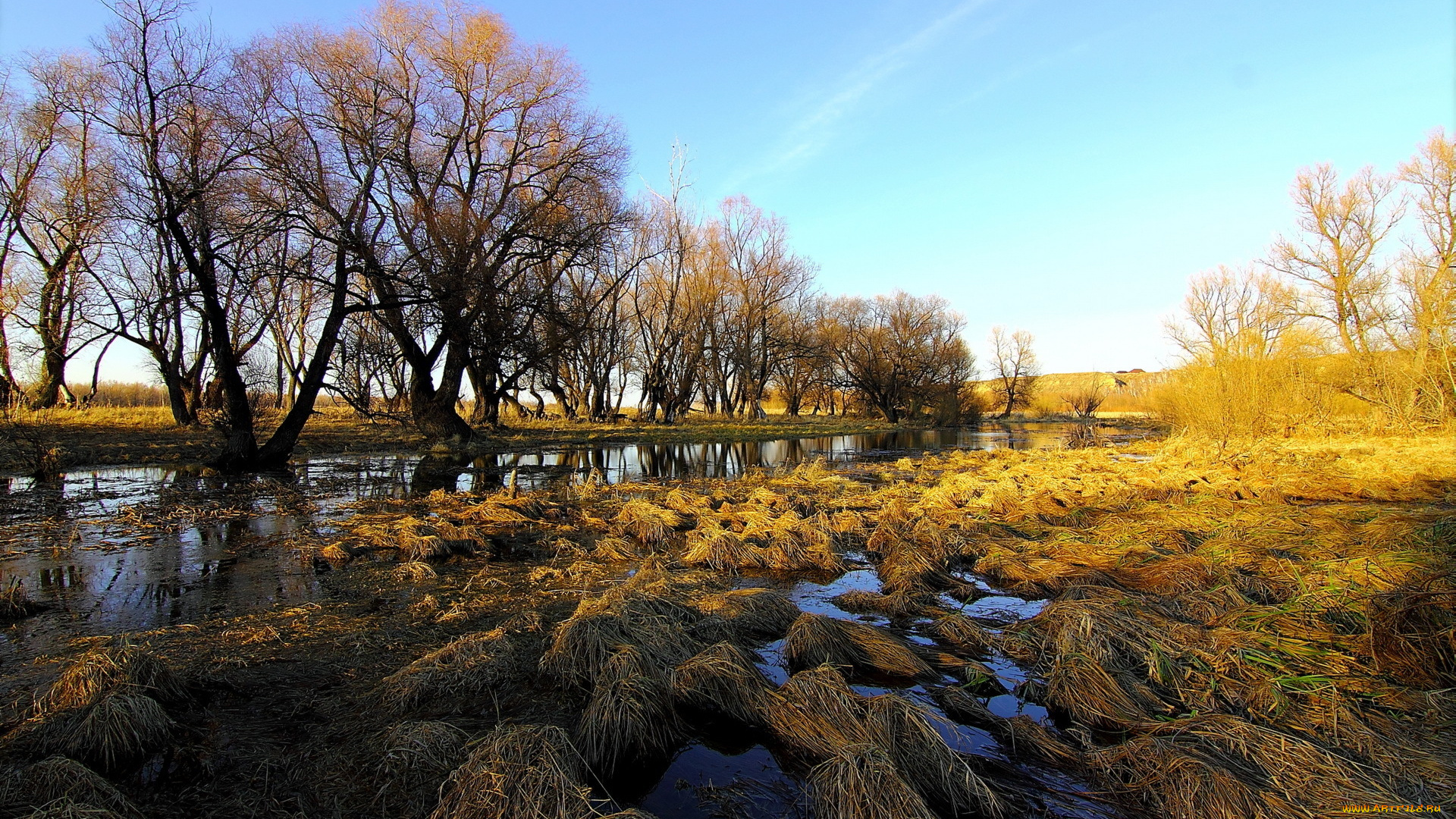 природа, реки, озера, река, деревья, поле