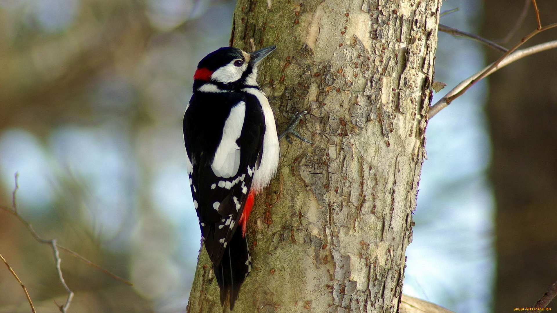 животные, дятлы, дятел, ствол