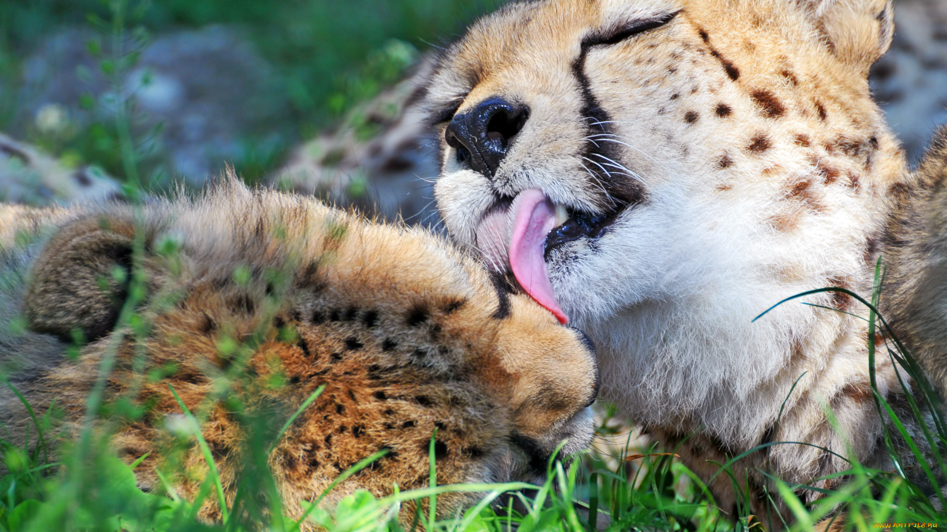 животные, гепарды, гепард, язык, ухаживание