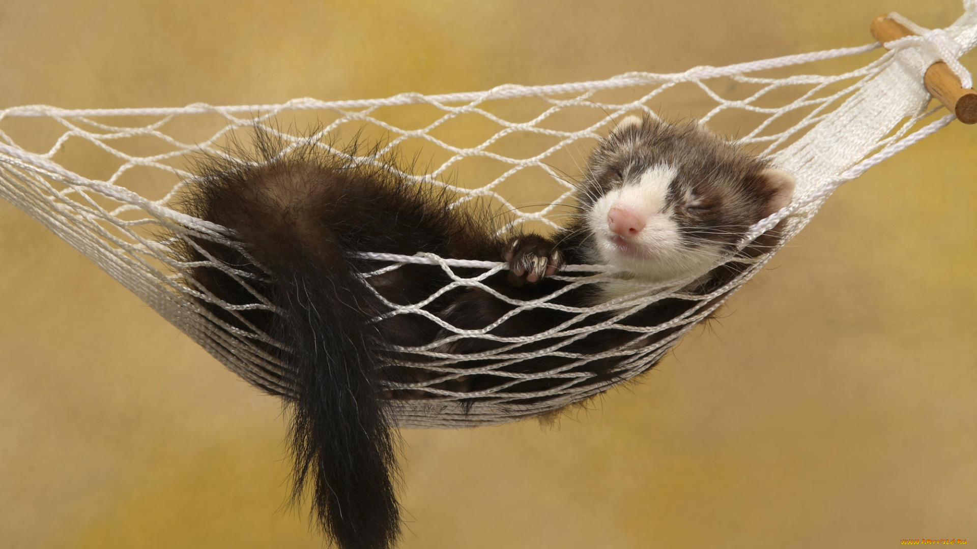 животные, хорьки, ласки, соболи, горностаи, куницы, хорёк, гамак