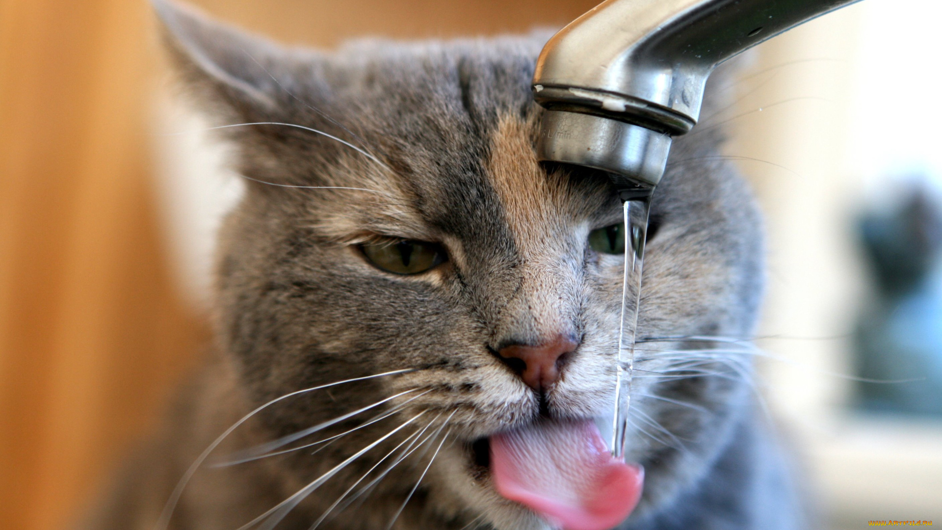 животные, коты, кот, кошка, язык, кран, вода