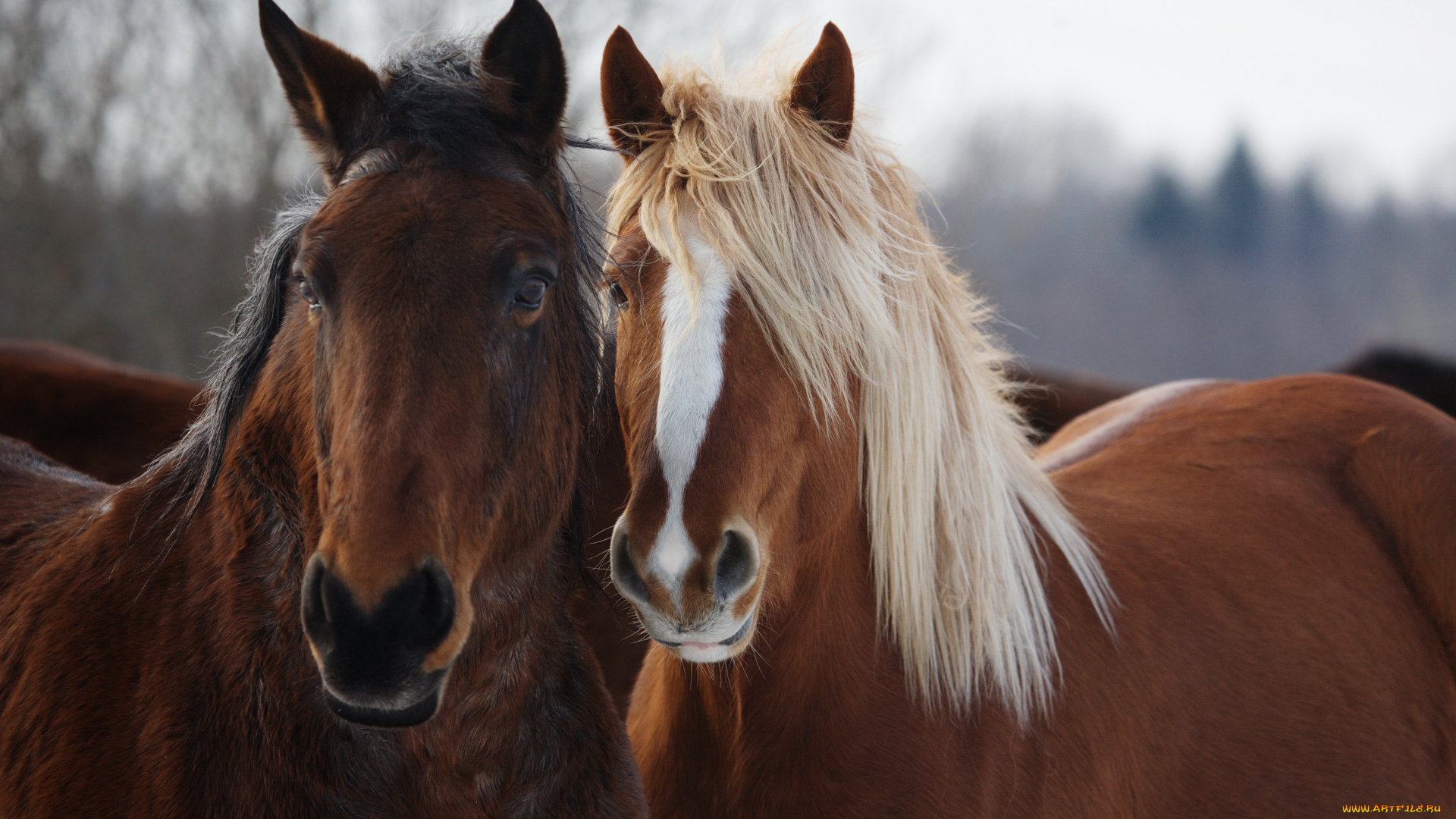 животные, лошади, лошадь, конь