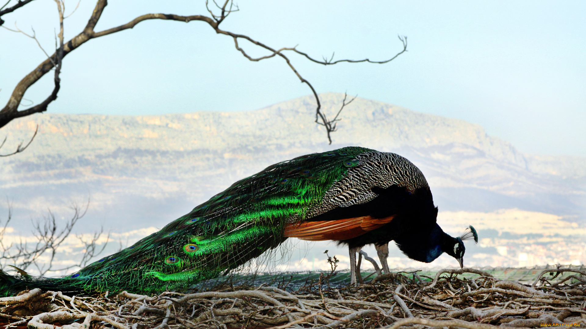 животные, павлины, павлин