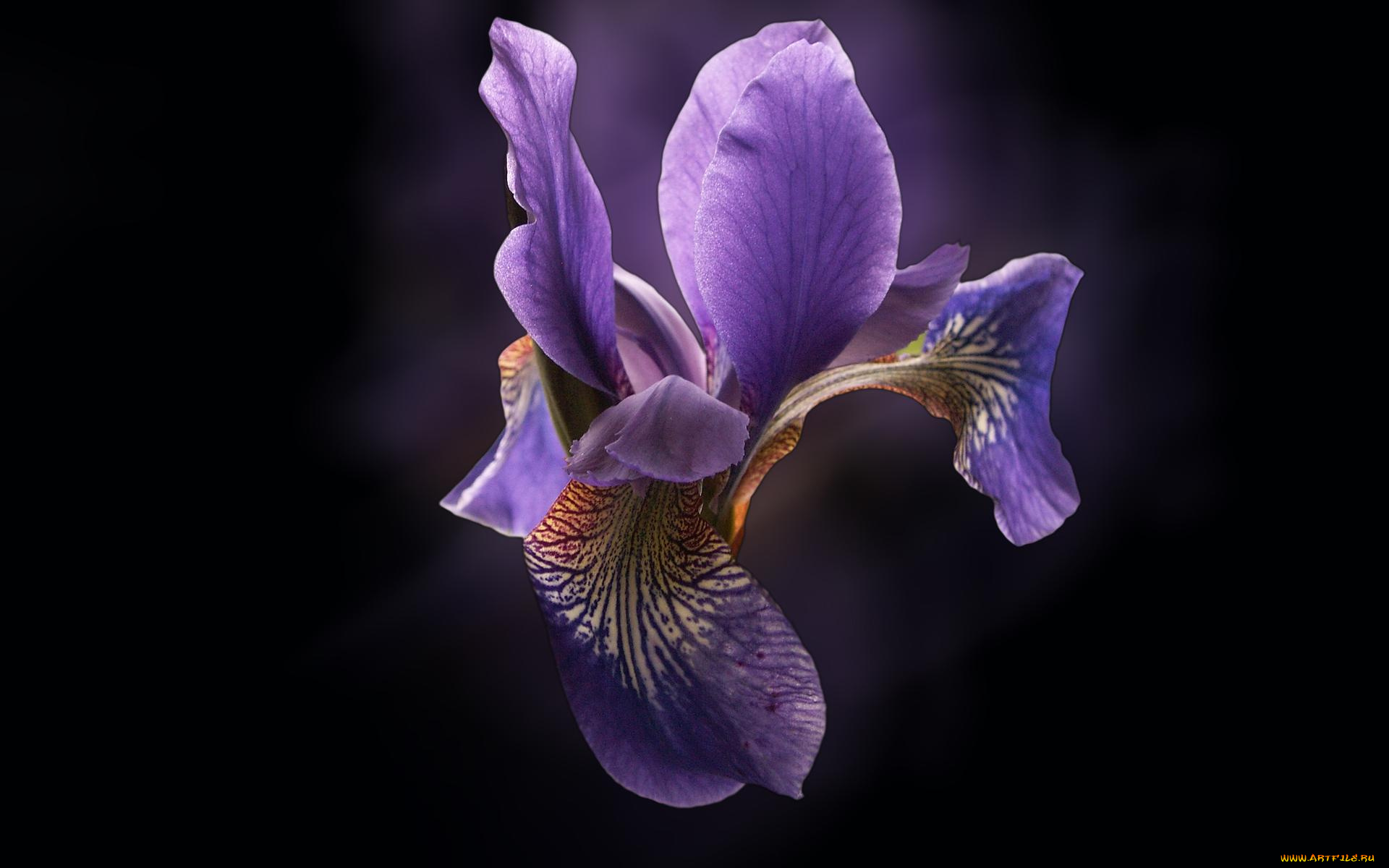цветы, ирисы, сиреневый