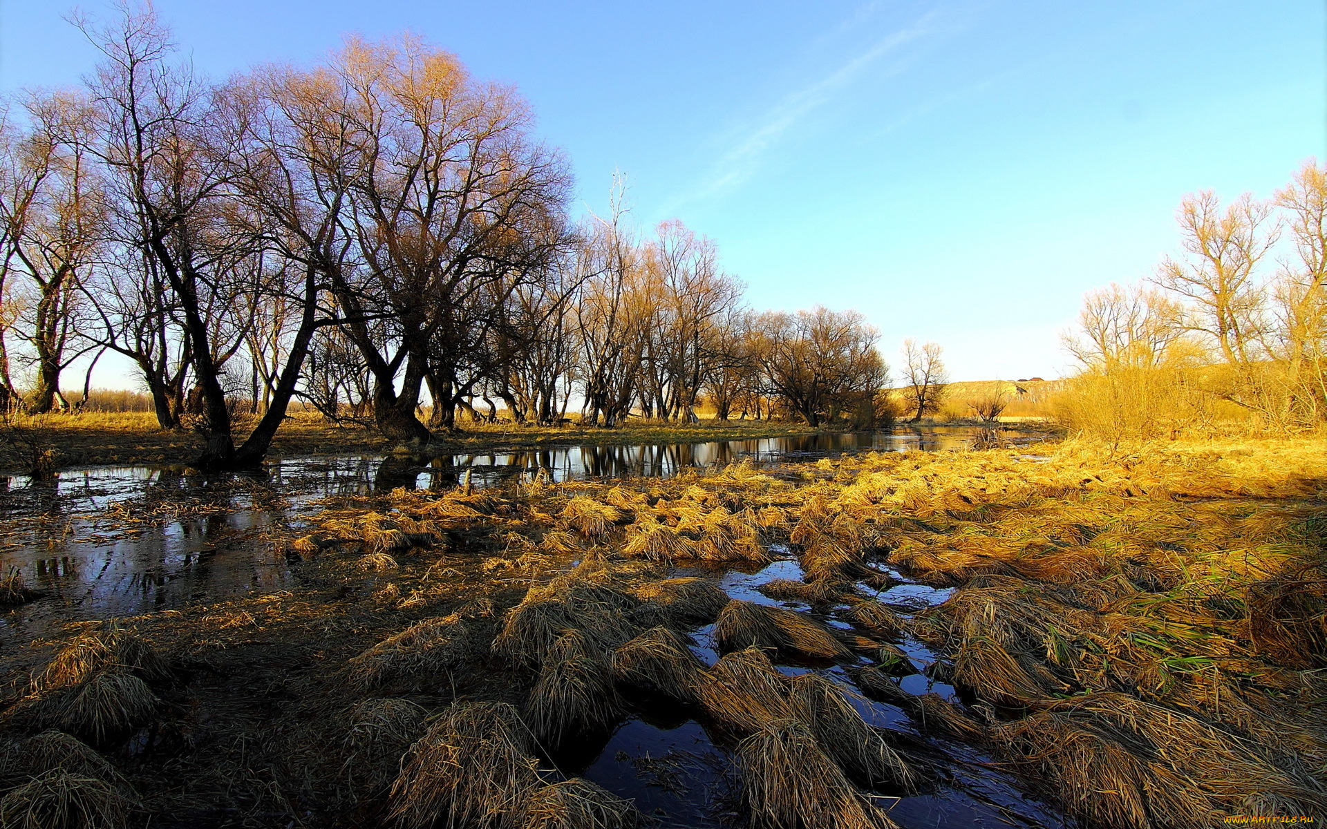 природа, реки, озера, река, деревья, поле