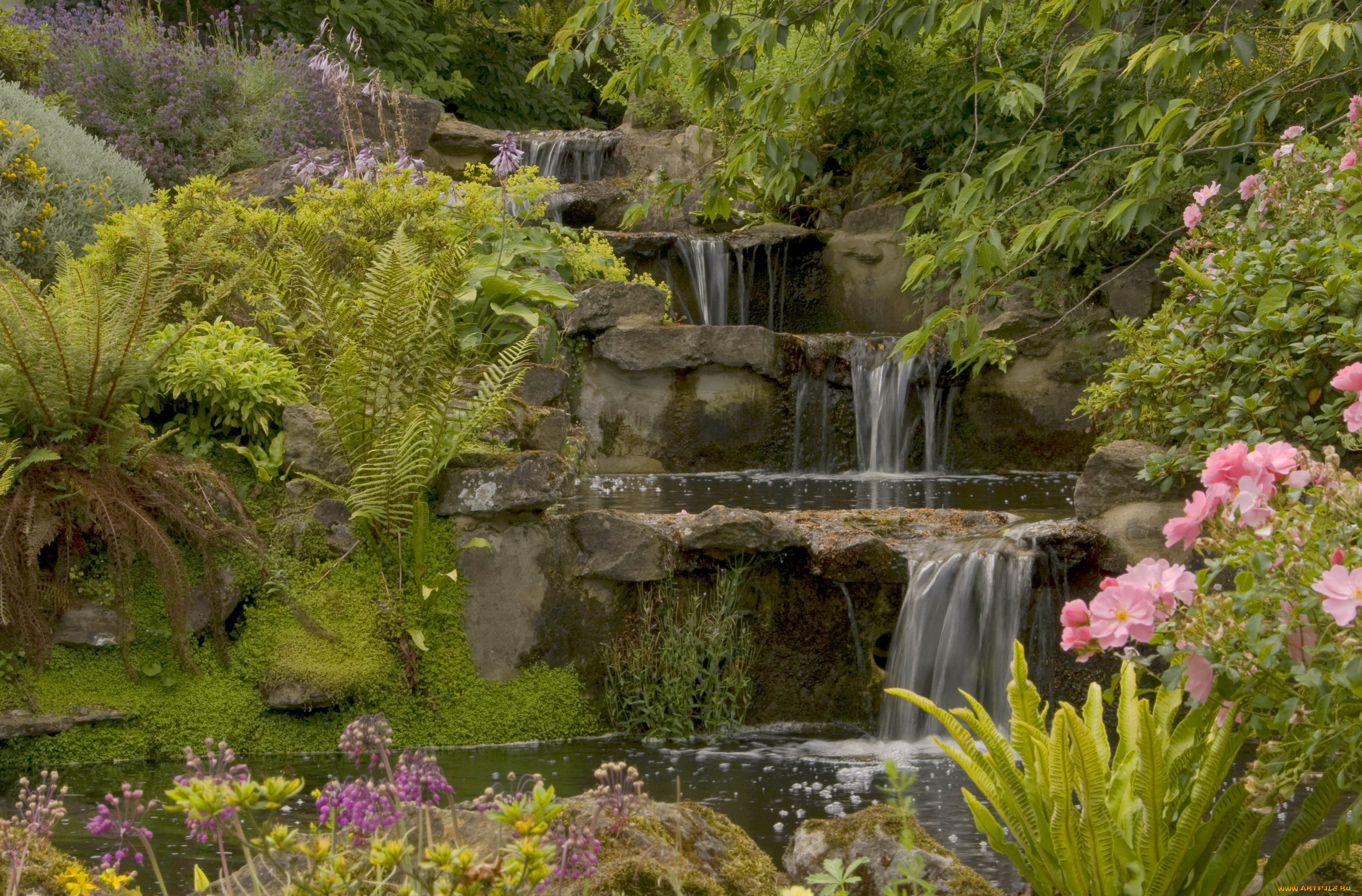 природа, парк, цветы, кусты