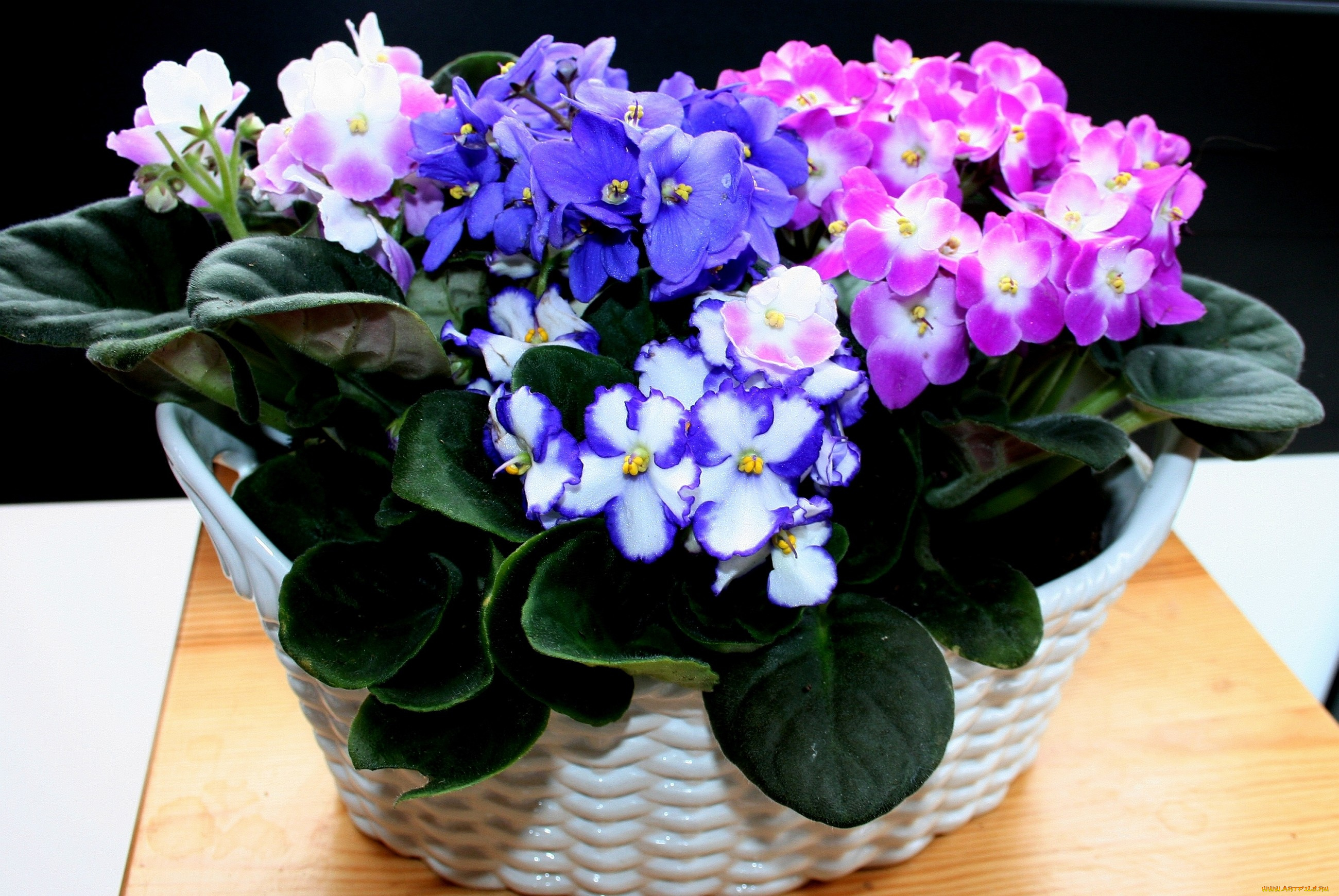 цветы, фиалки, вазоны, фиолетовый, розовый