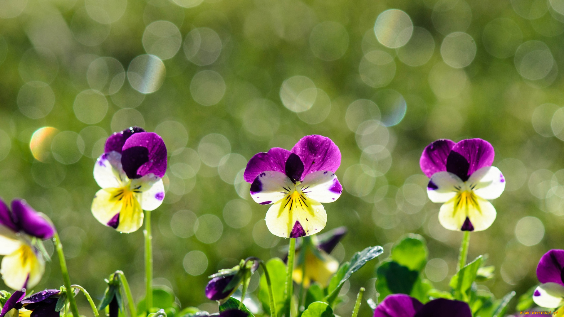 цветы, анютины, глазки, садовые, фиалки, виола
