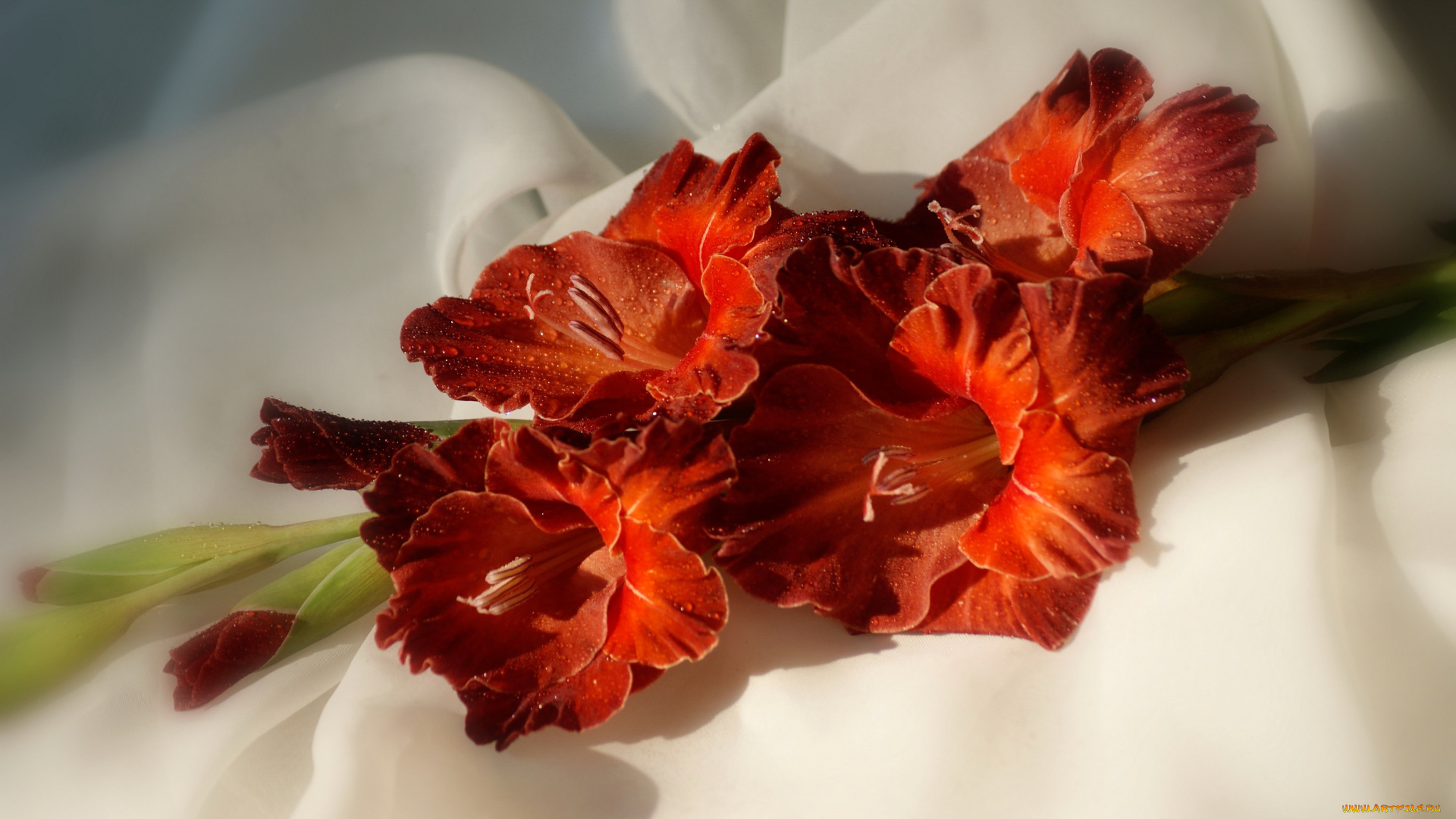 цветы, гладиолусы, гладиолус