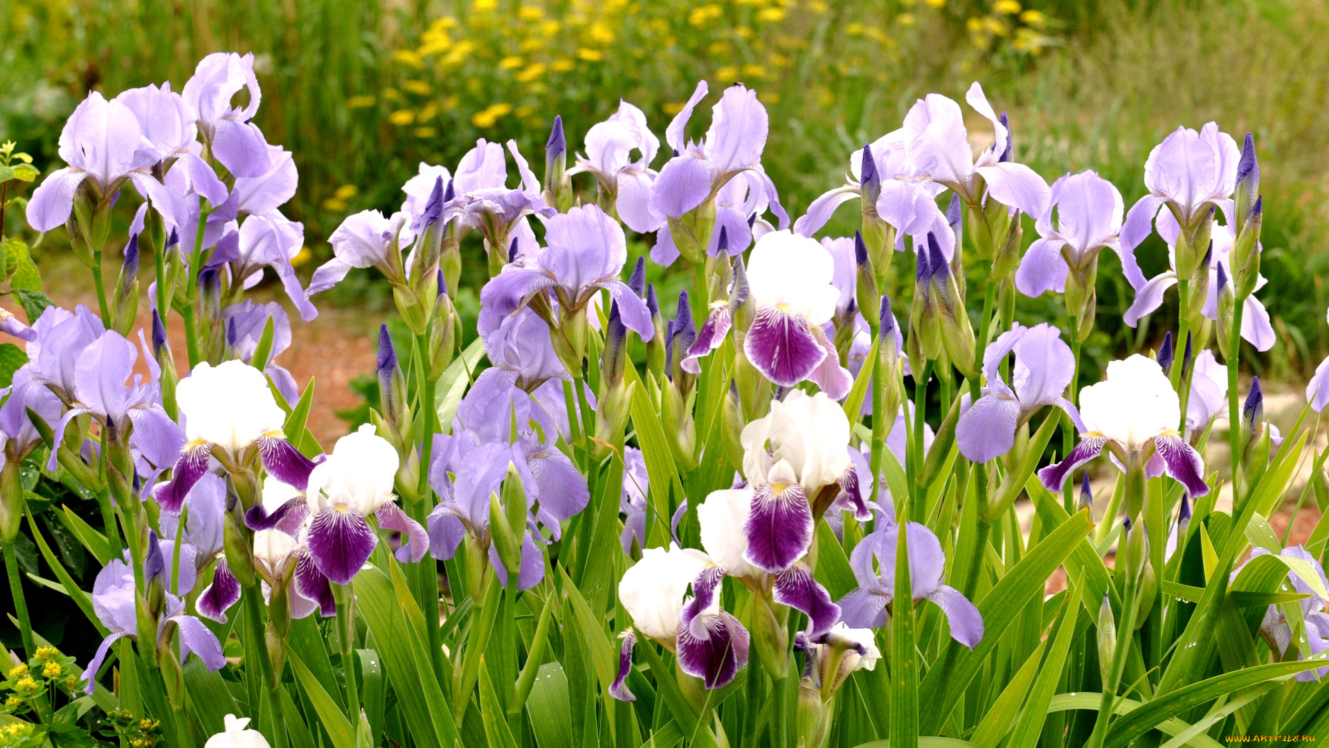 цветы, ирисы, стебли, много