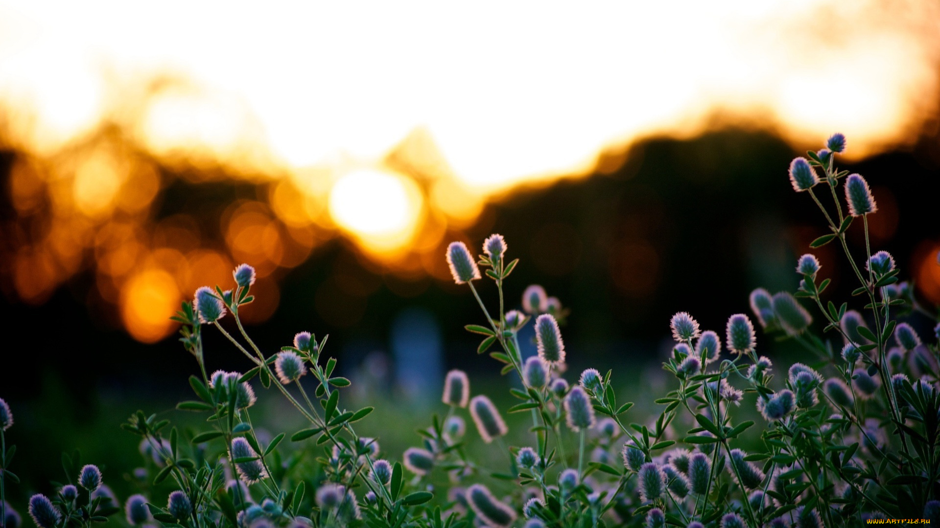 цветы, луговые, полевые, закат, блики
