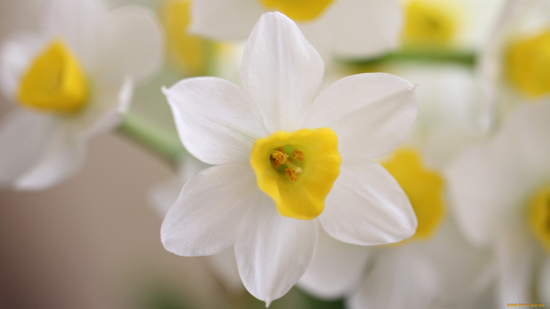 цветы, нарциссы, невесомость, белый