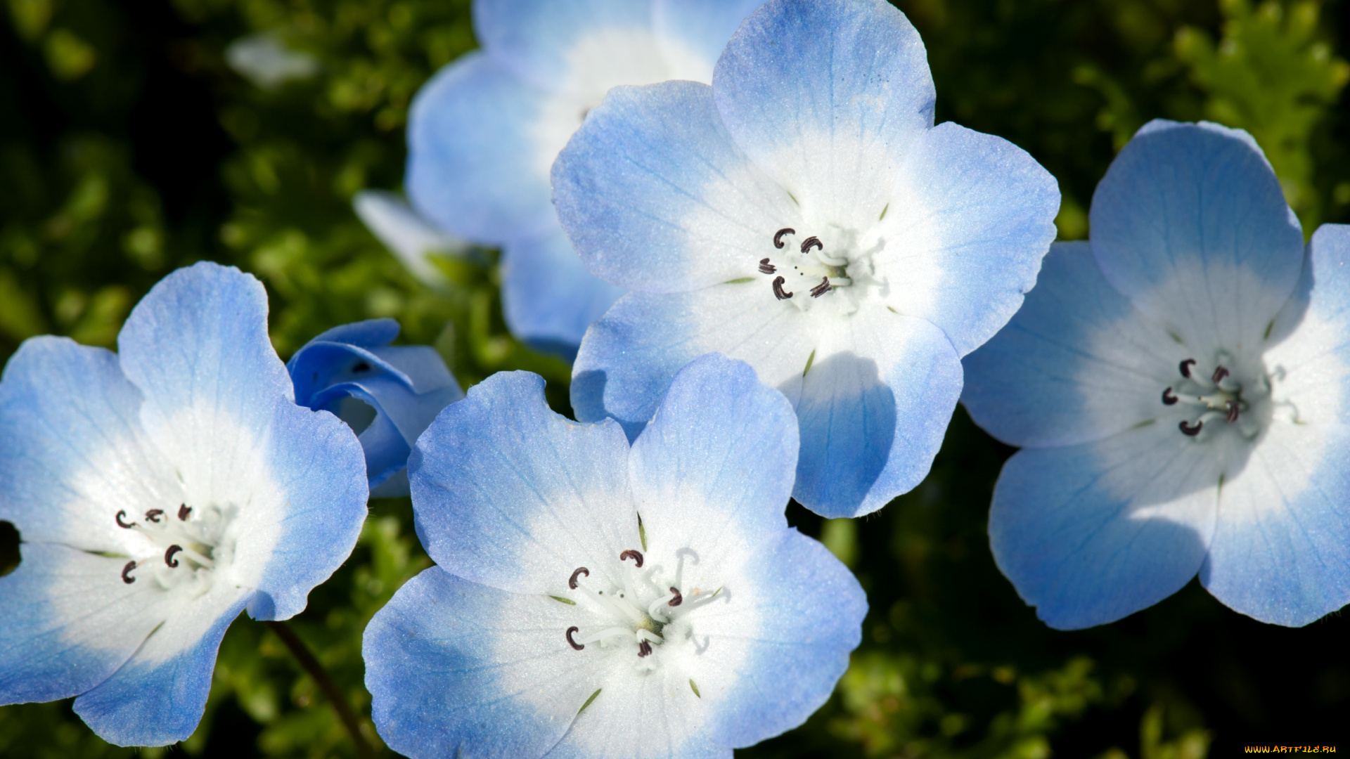 цветы, немофилы, вероники, нежность, голубой