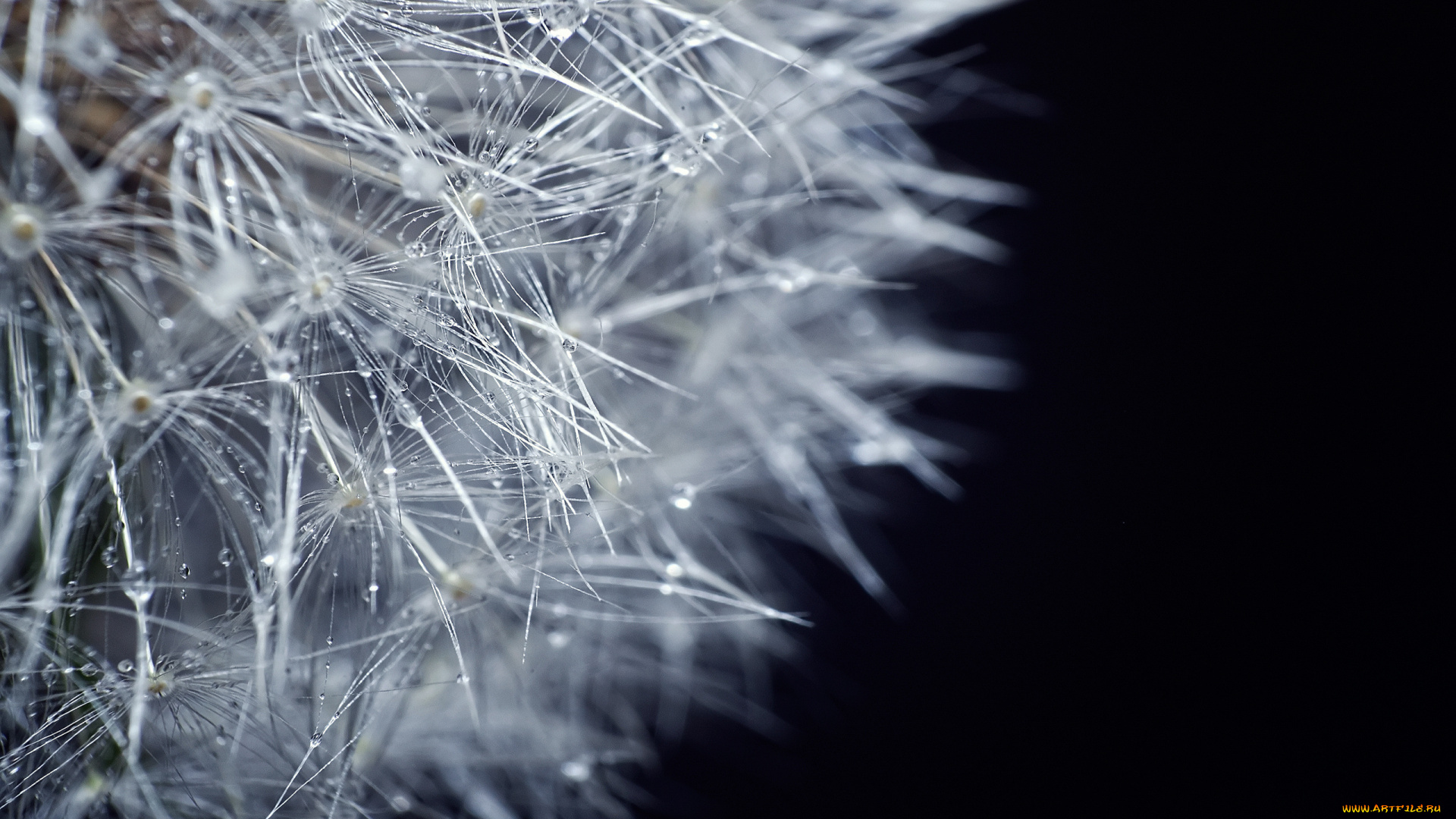 цветы, одуванчики, макро, одуванчик, капли