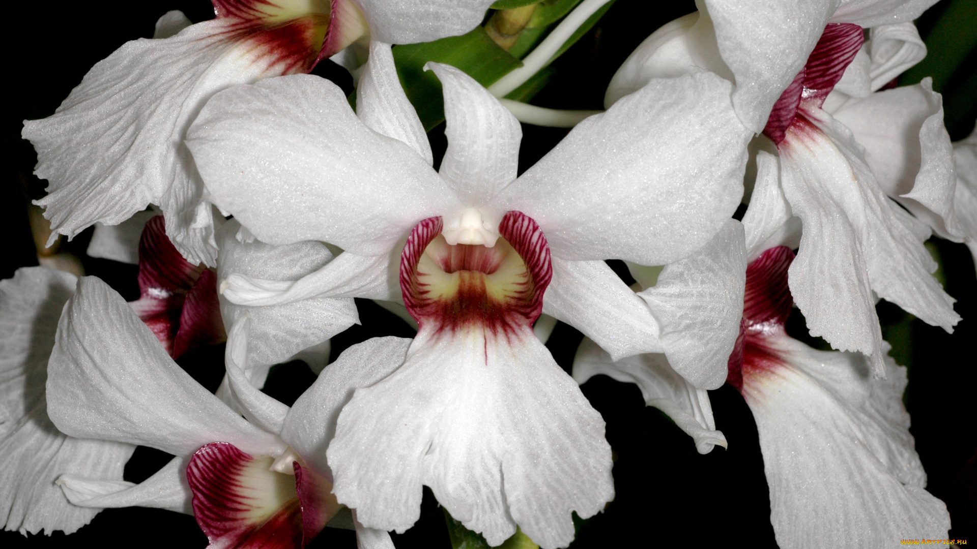 цветы, орхидеи