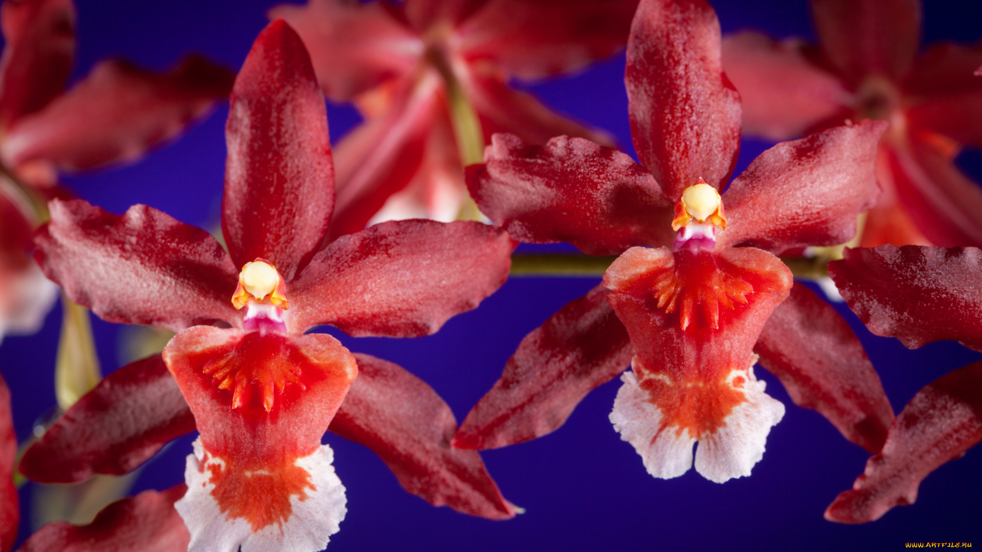 цветы, орхидеи, красный, экзотика