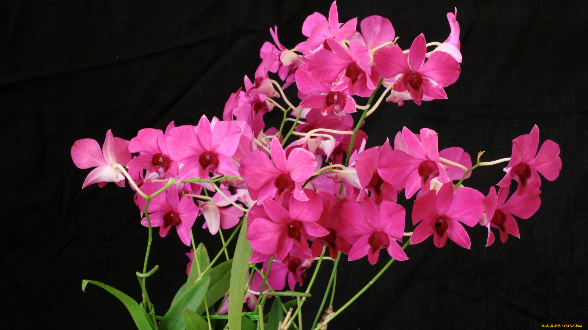 цветы, орхидеи, орх