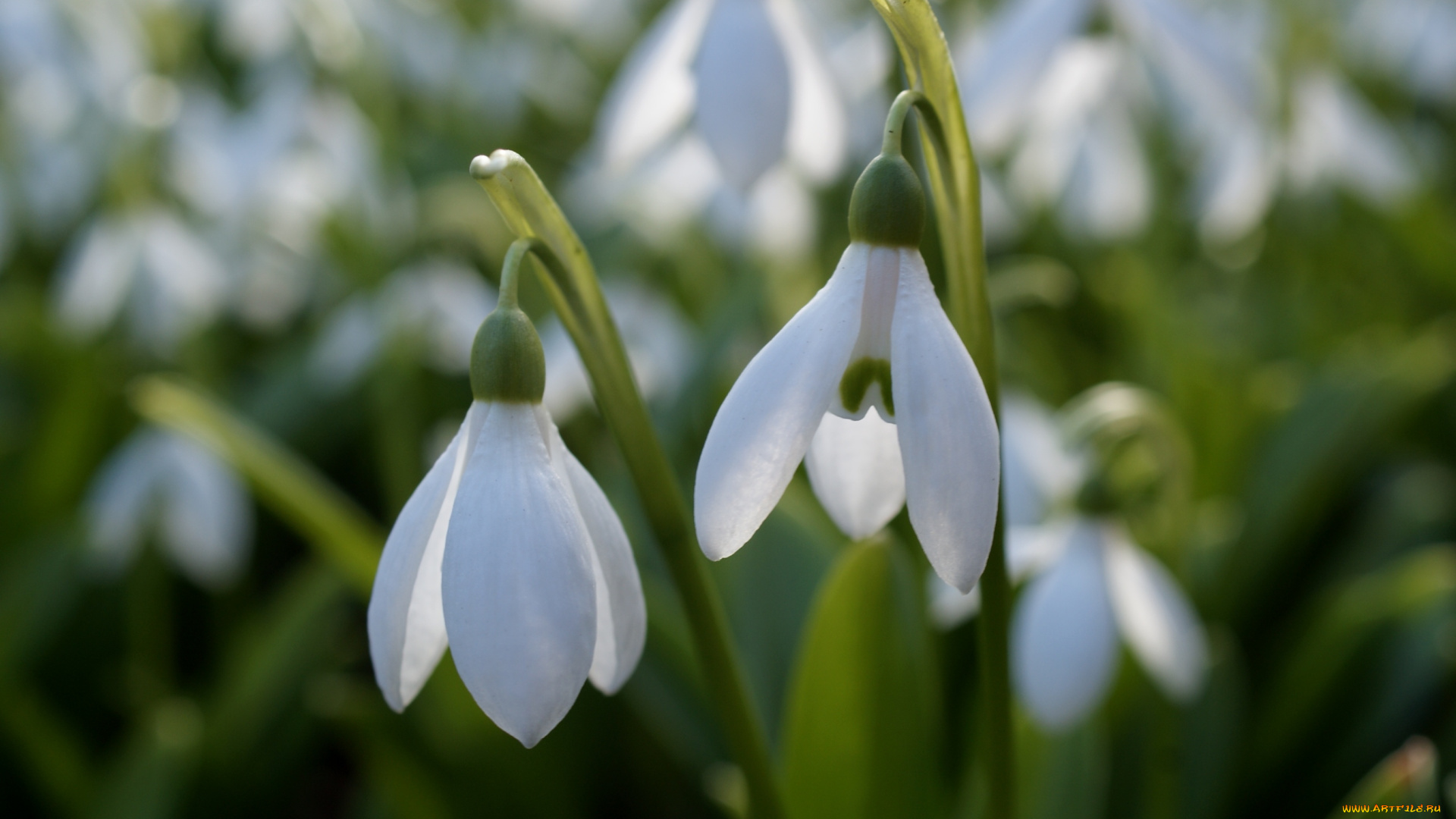 цветы, подснежники, белоцветник, весна, белый