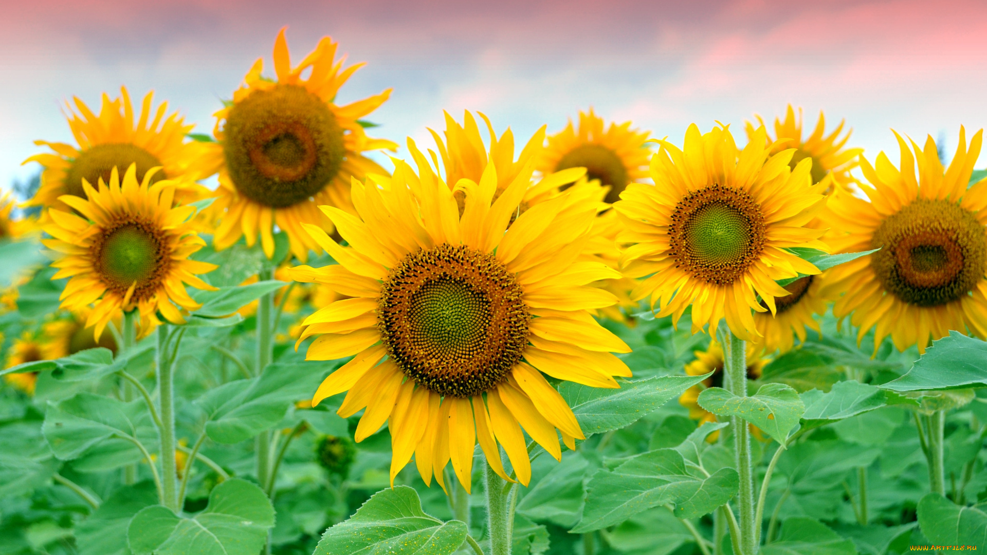 цветы, подсолнухи, солнышка, желтый